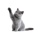 diyetmamacim.com