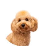 diyetmamacim.com